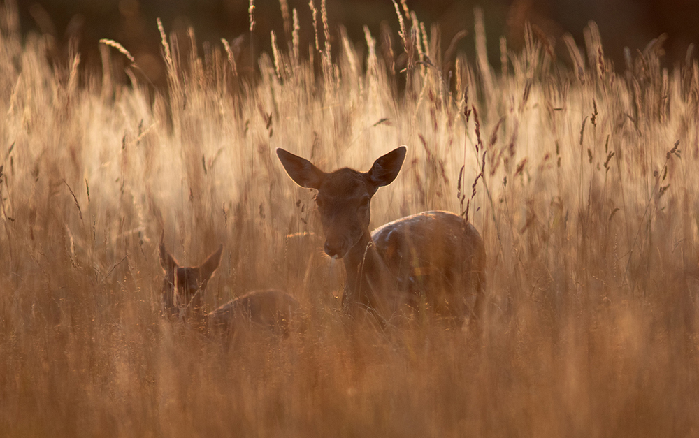 Fallow Deer - Dama dama
