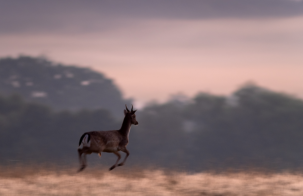 Fallow Deer - Dama dama