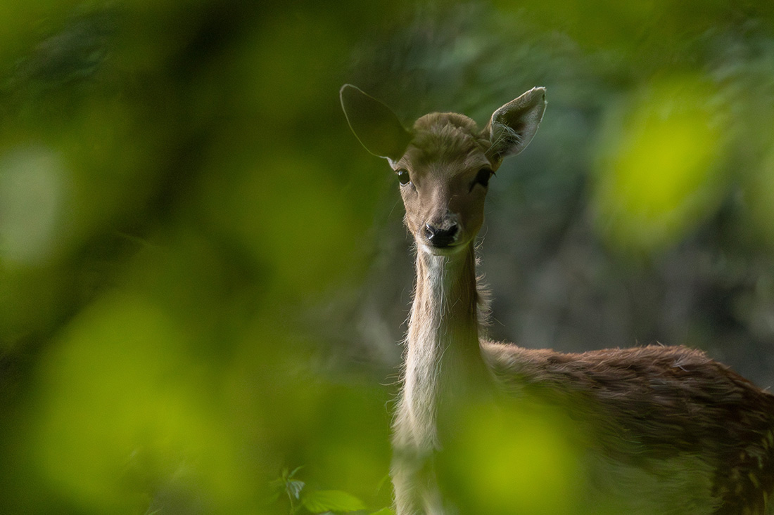 Fallow Deer - Dama dama