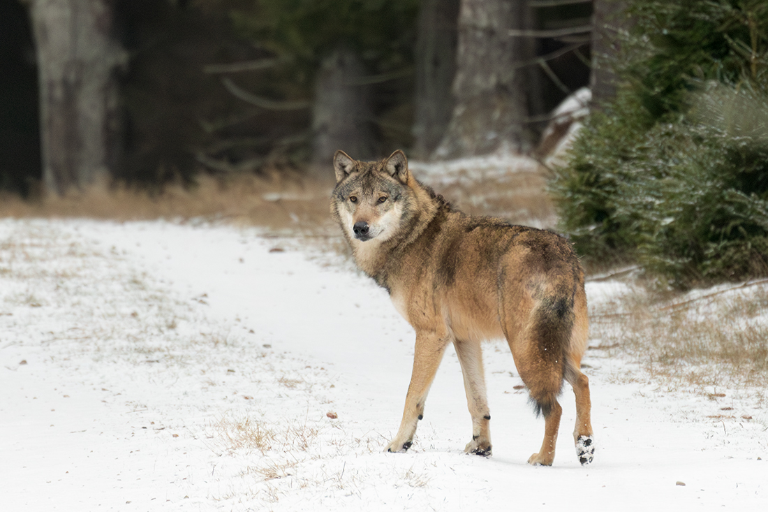 Grey Wolf - Canis lupus