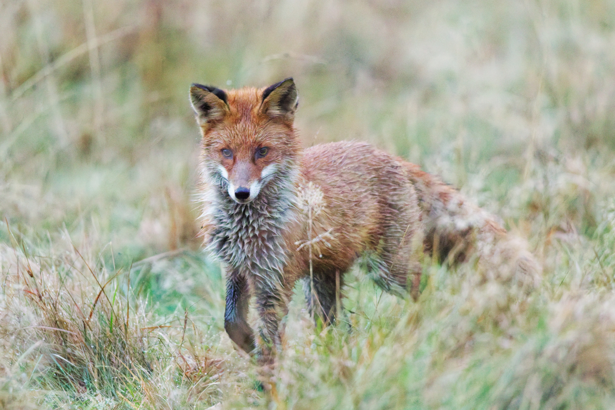 Red Fox - Vulpes vulpes