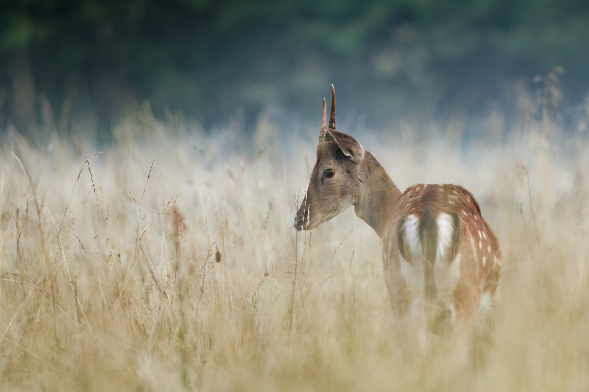 Fallow Deer - Dama dama