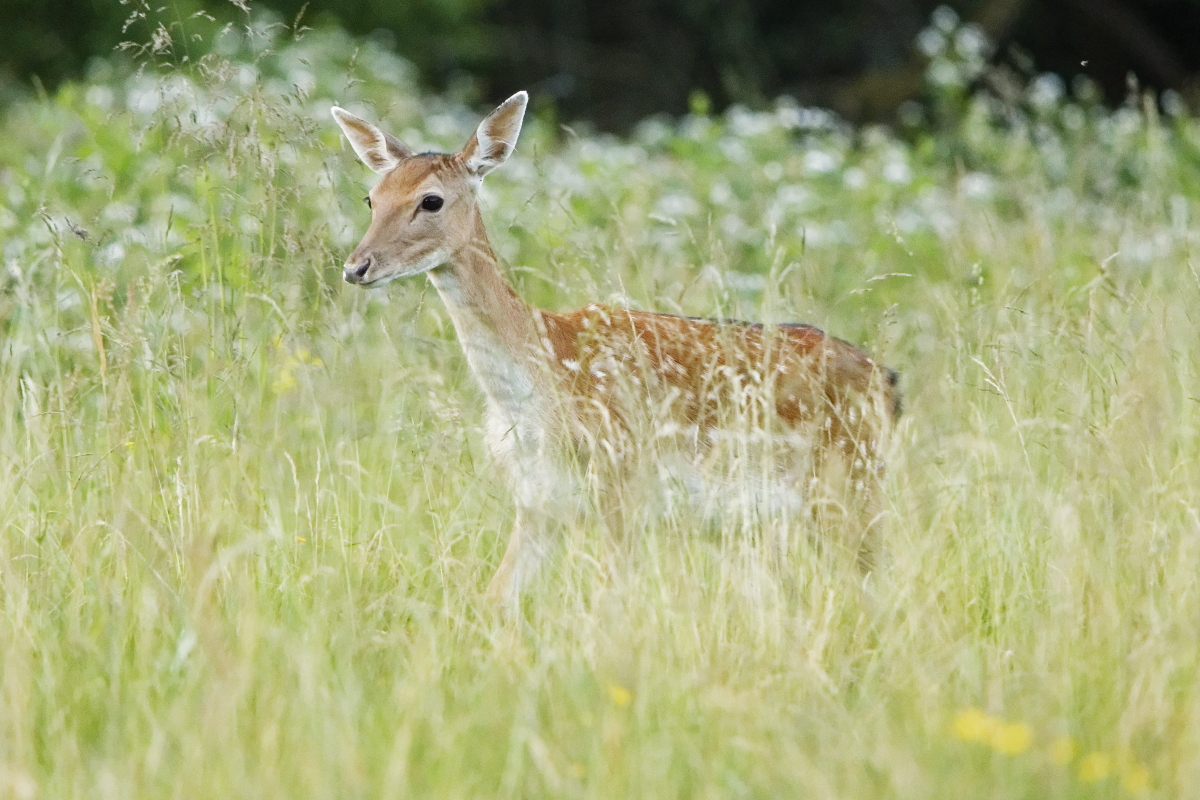 Fallow Deer - Dama dama