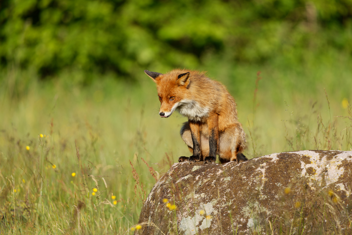 Claiming the Territory