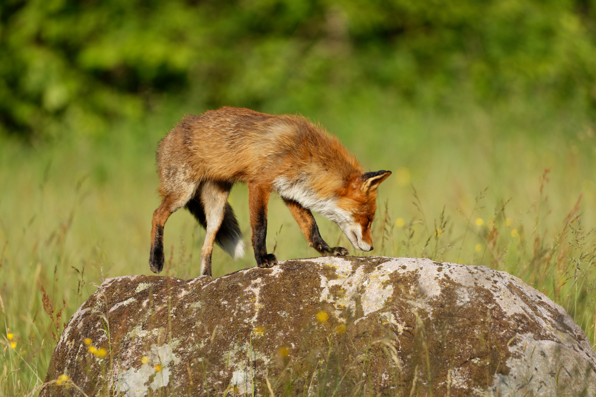 He took a moment to scent the sun-warmed stone