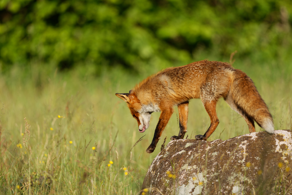 The hunt begins. Poised for the descent, ready to vanish back into the tall, dry grass...