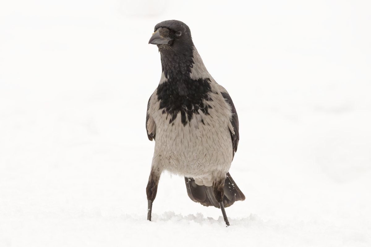 Crow - Corvus corone