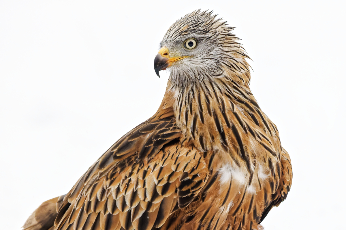 Red Kite - Milvus milvus)