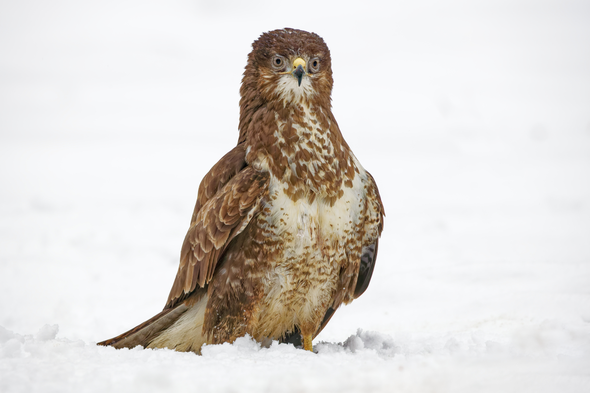 Common Buzzard - Buteo buteo