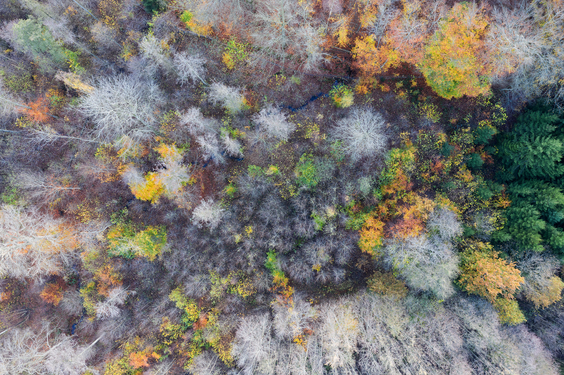 A vertical perspective over a diverse marshland in late autumn