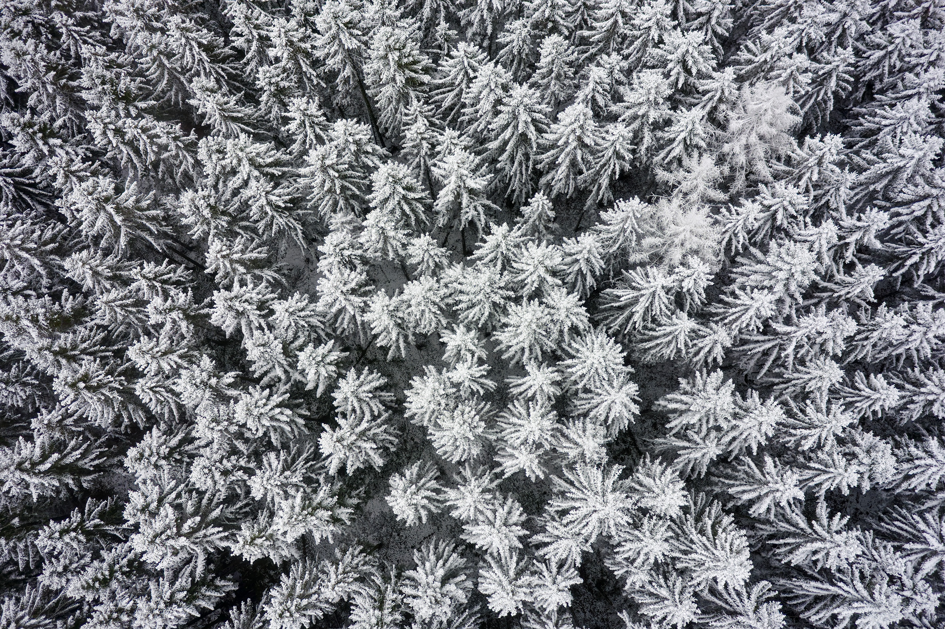 A top-down view over a dense coniferous canopy after a hard frost