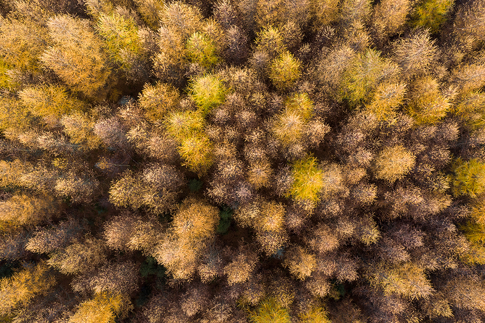 Autumn Larch Trees