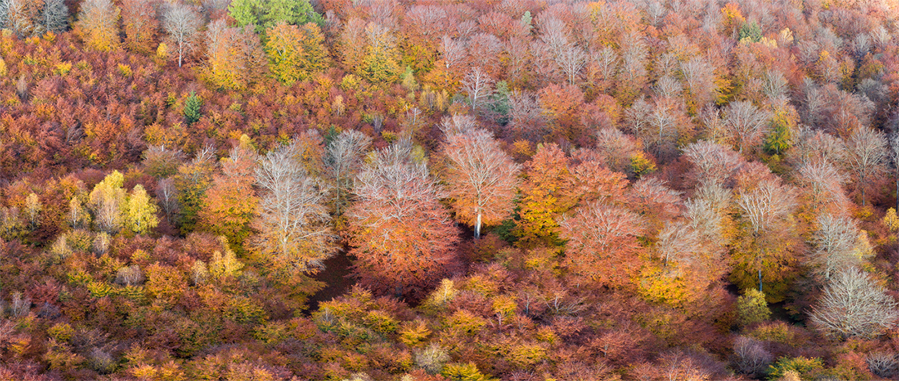 Colours of Autumn