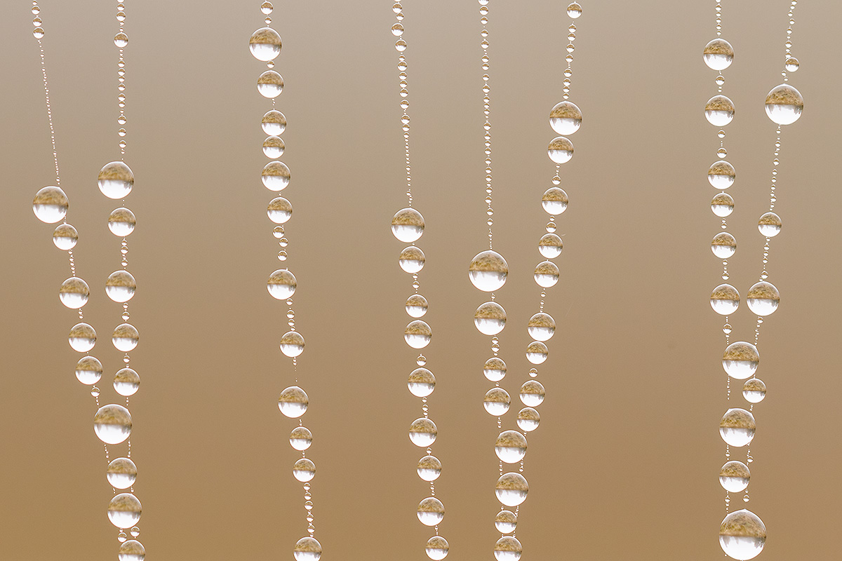 Dewdrops in cobweb