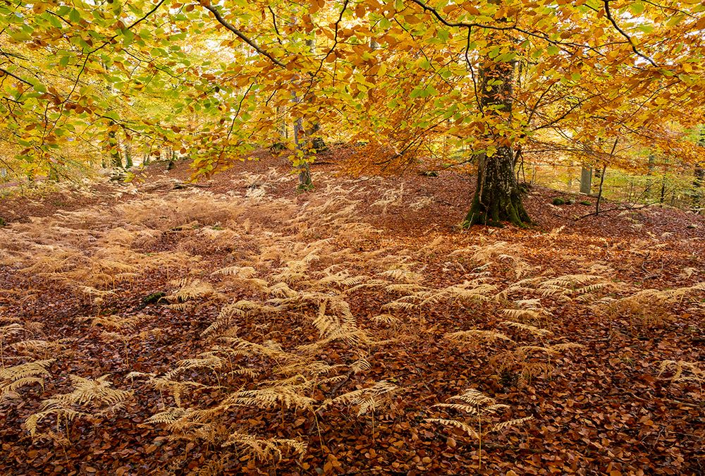 Fern Forest