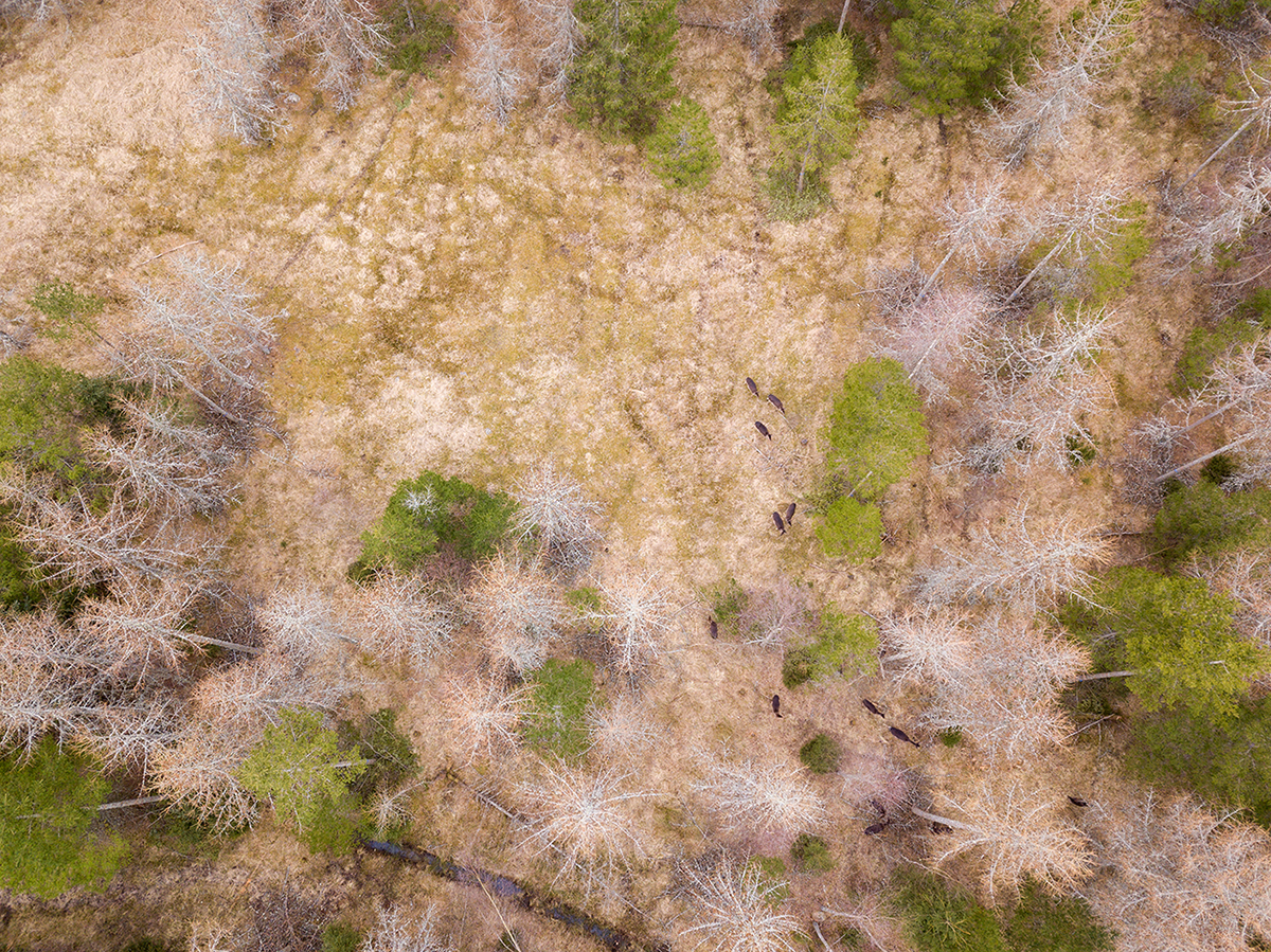 Spring Forest Fallow Deer