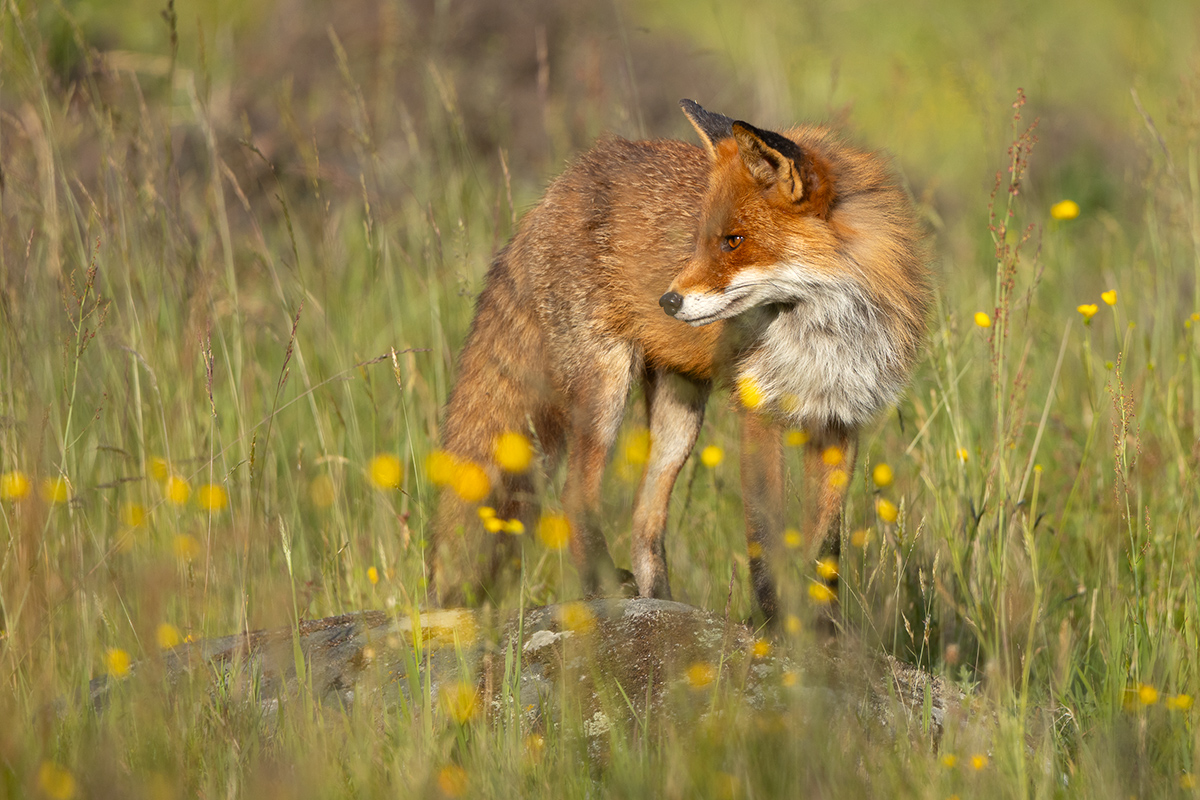 Red Fox - Vulpes vulpes