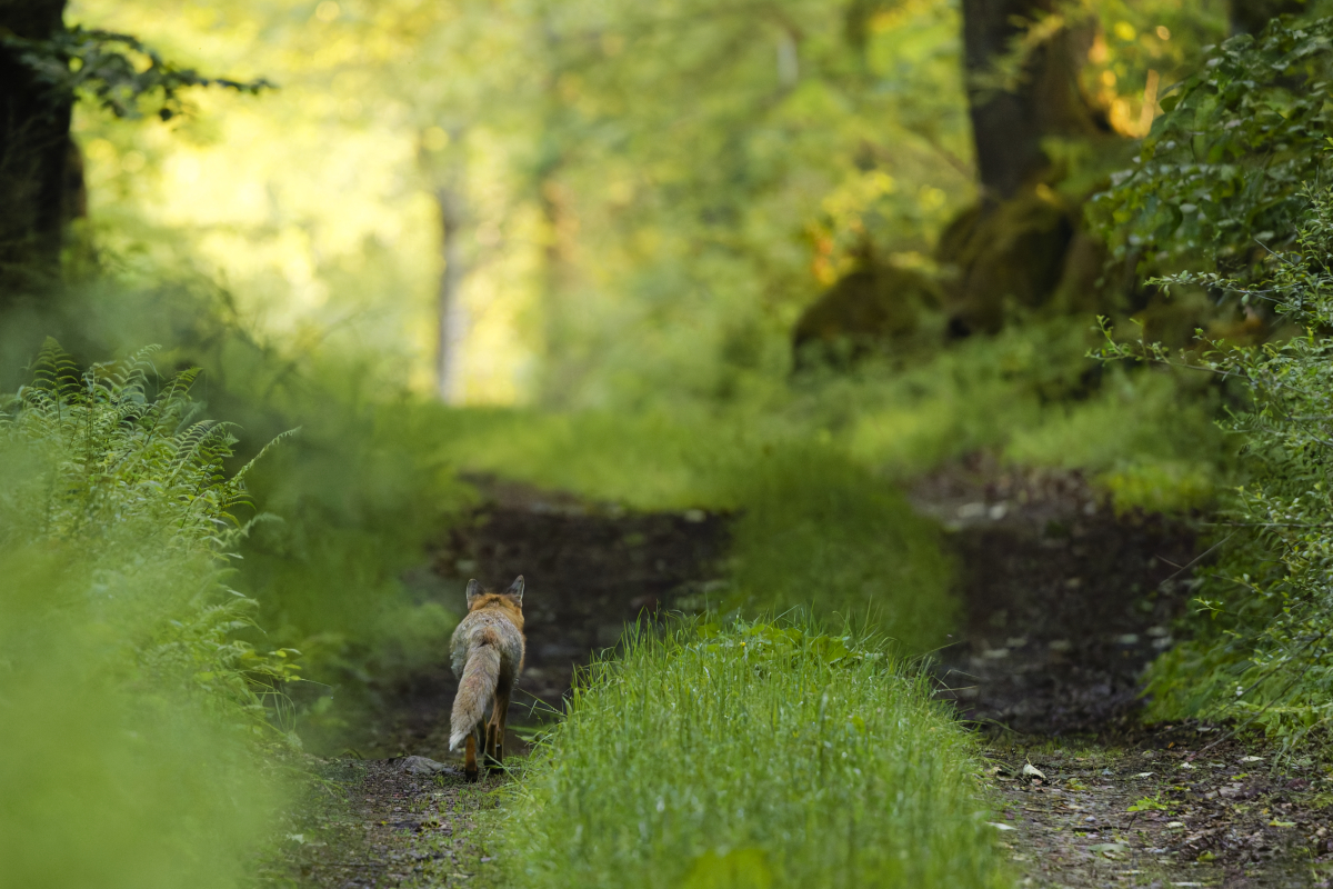 Red Fox - Vulpes vulpes