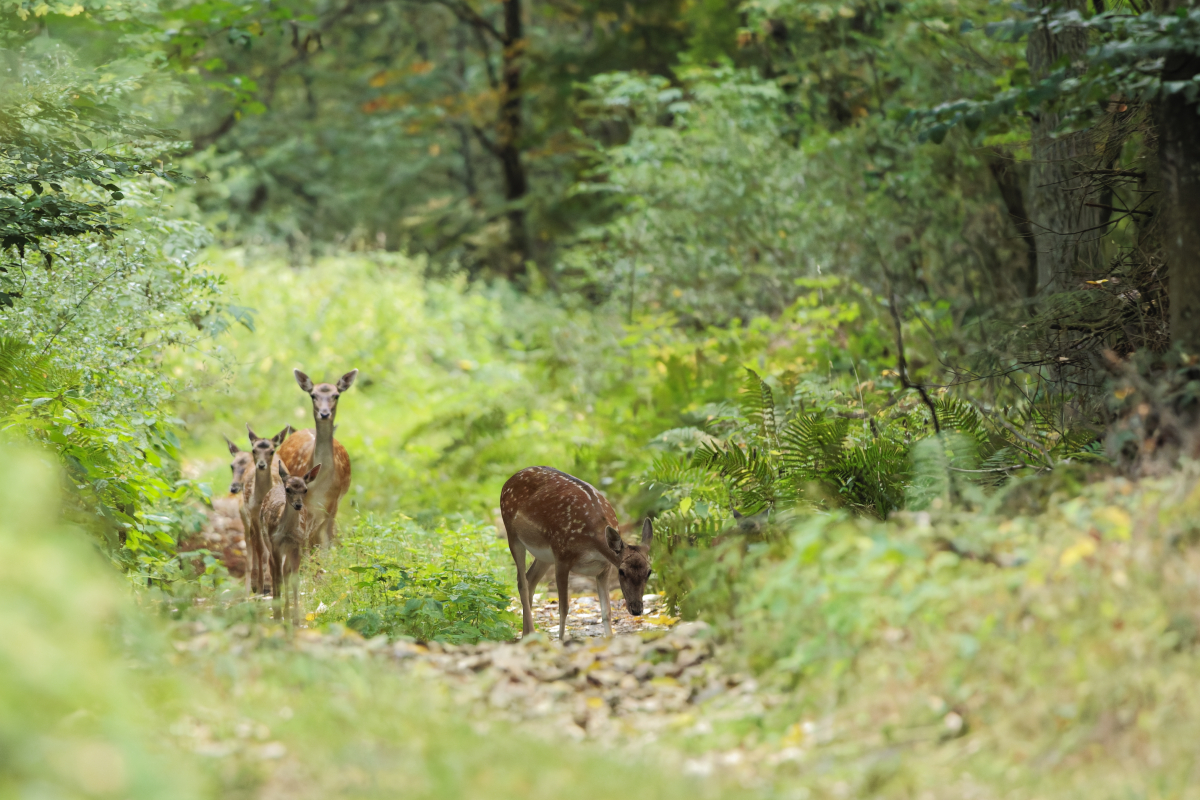 Fallow Deer - Dama dama