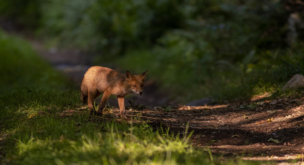Red Fox - Vulpes vulpes