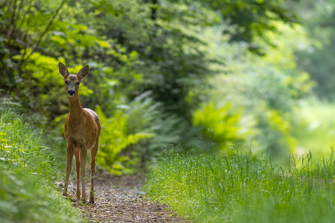 Roe Deer - Capreolus capreolus