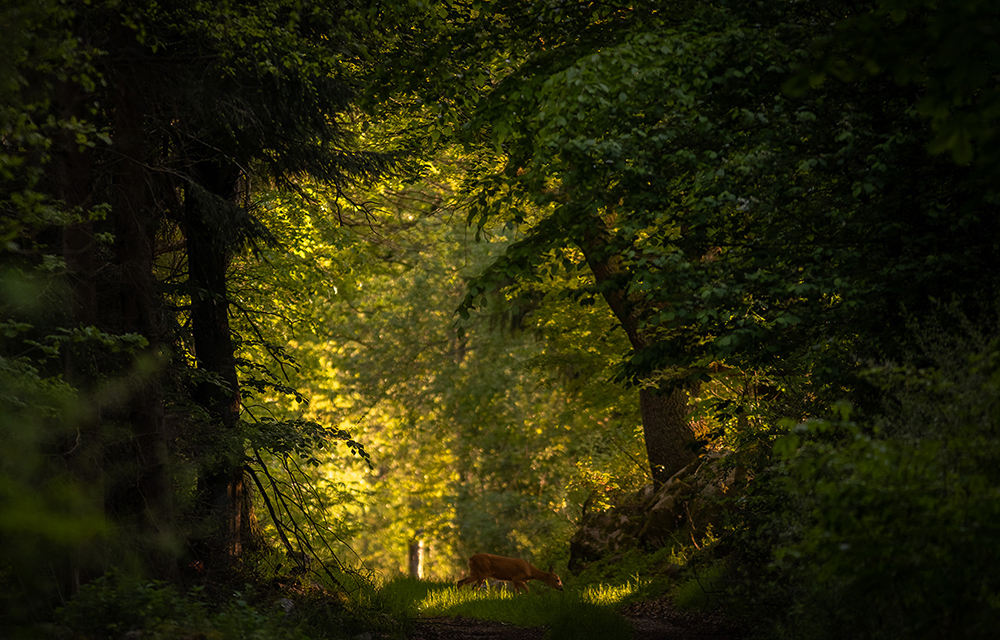 Roe Deer - Capreolus capreolus