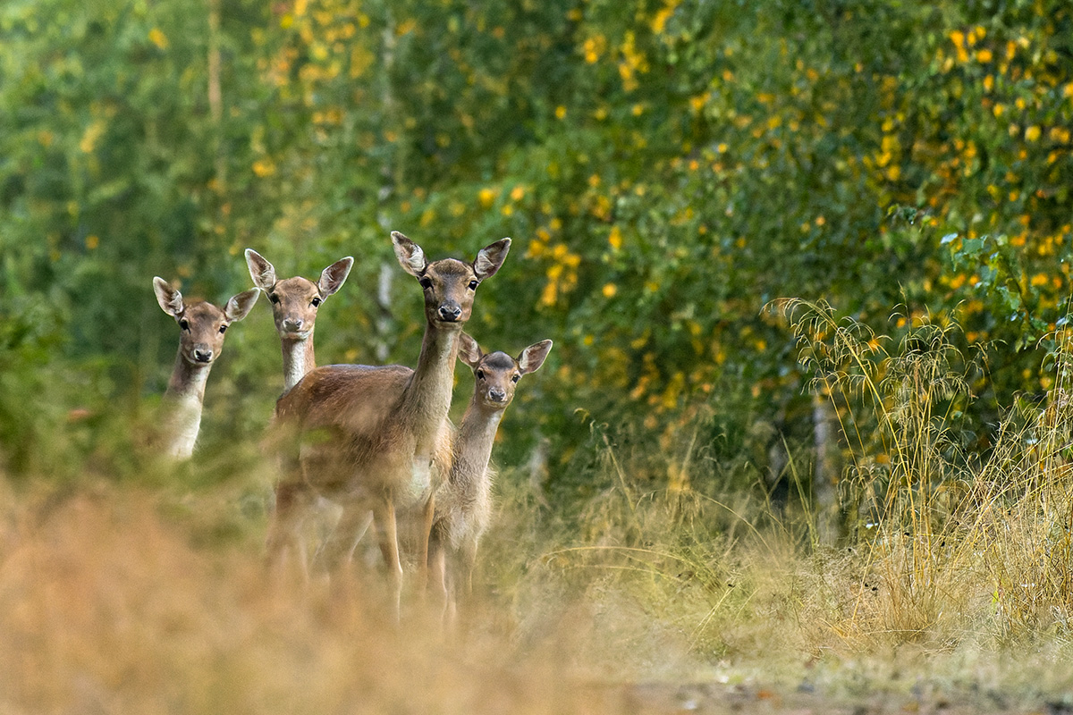 Fallow Deer - Dama dama