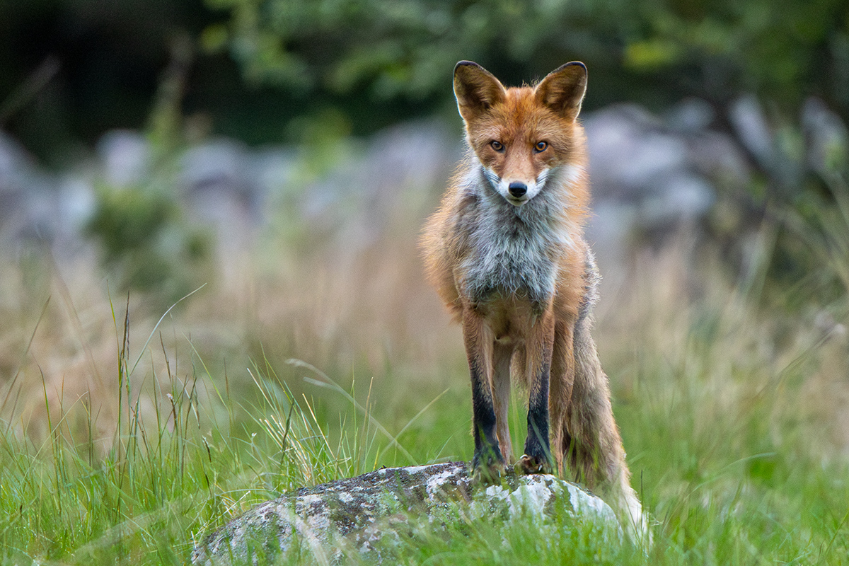 Red Fox - Vulpes vulpes