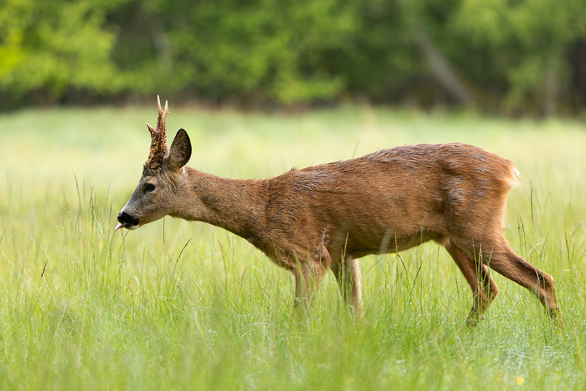 Roe Deer - Capreolus capreolus