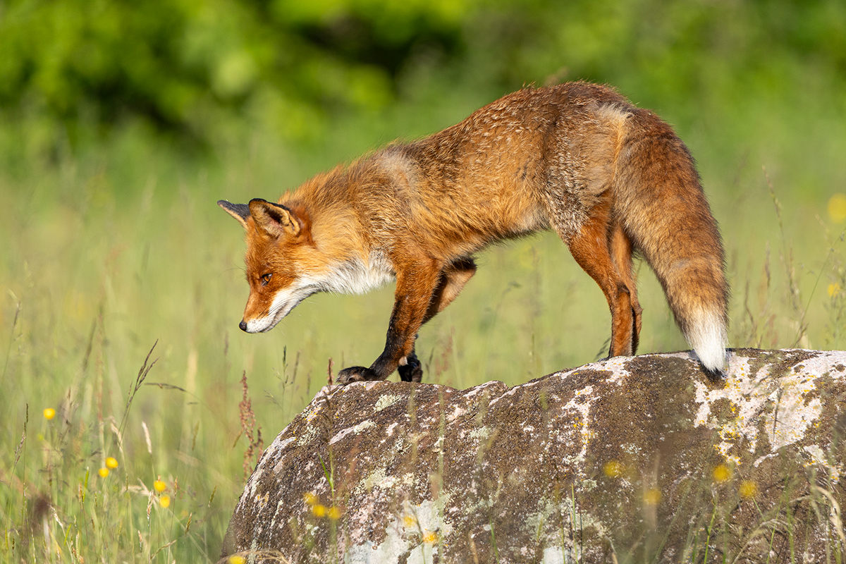 Red Fox - Vulpes vulpes