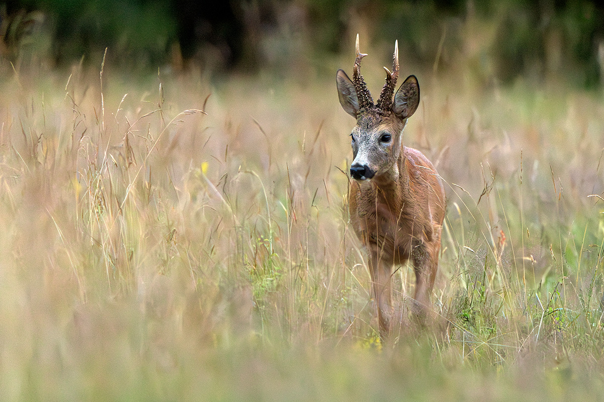 Roe Deer - Capreolus capreolus