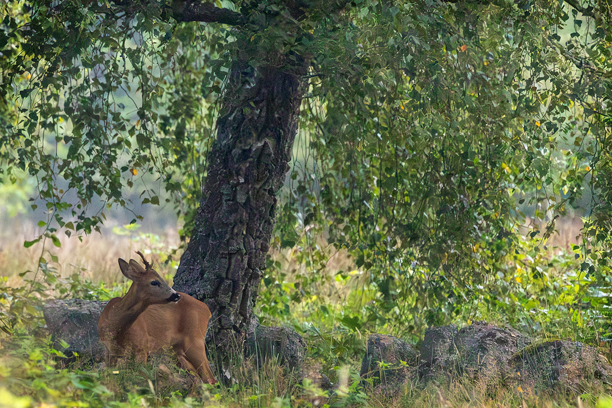 Roe Deer - Capreolus capreolus