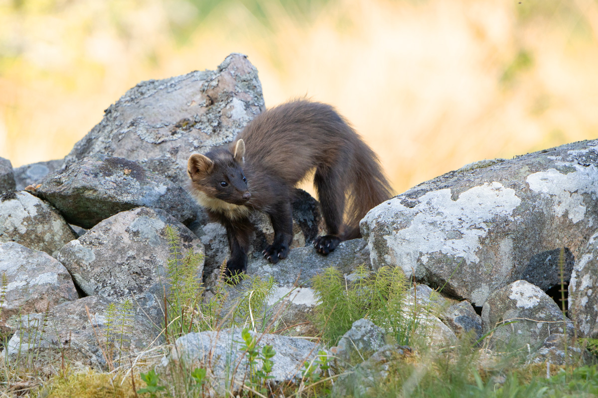 Pine Marten - Martes martes