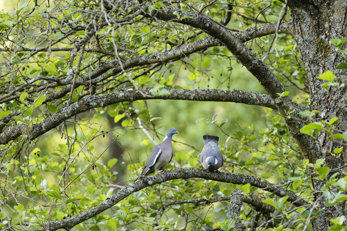 Wood Pigeon - Columba palumbus