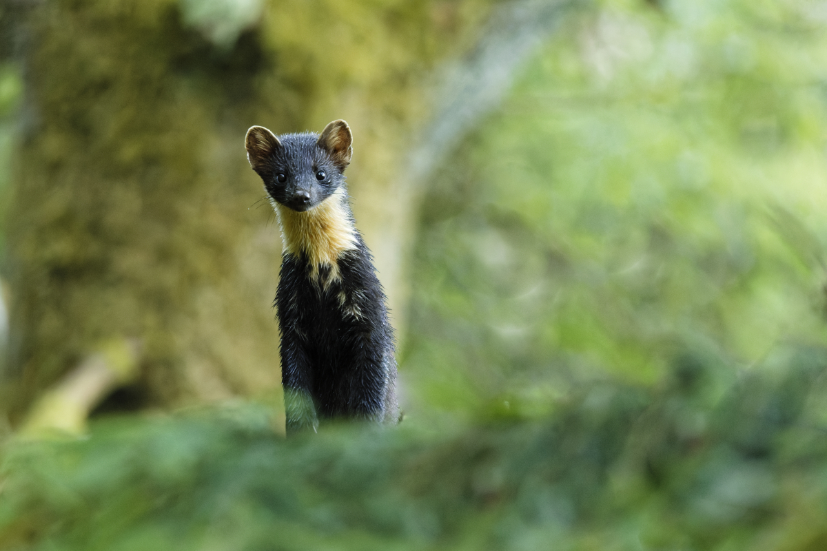 Pine Marten - Martes martes