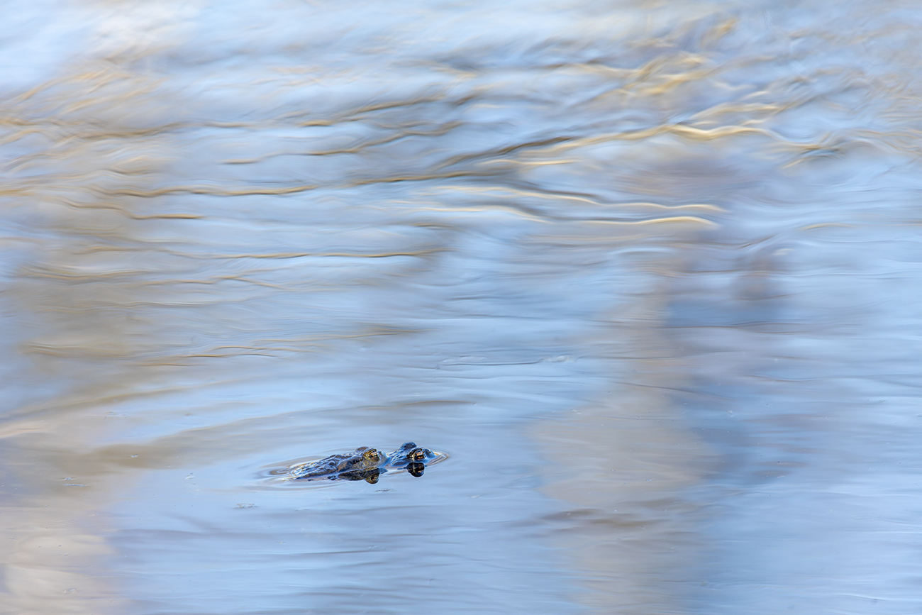 Amplexus