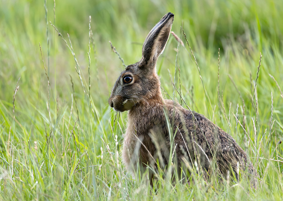 Brown hare - Lepus europaeus