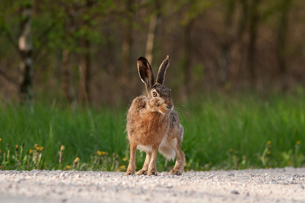 Brown hare - Lepus europaeus