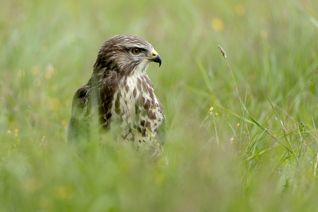 Common Buzzard - Buteo buteo