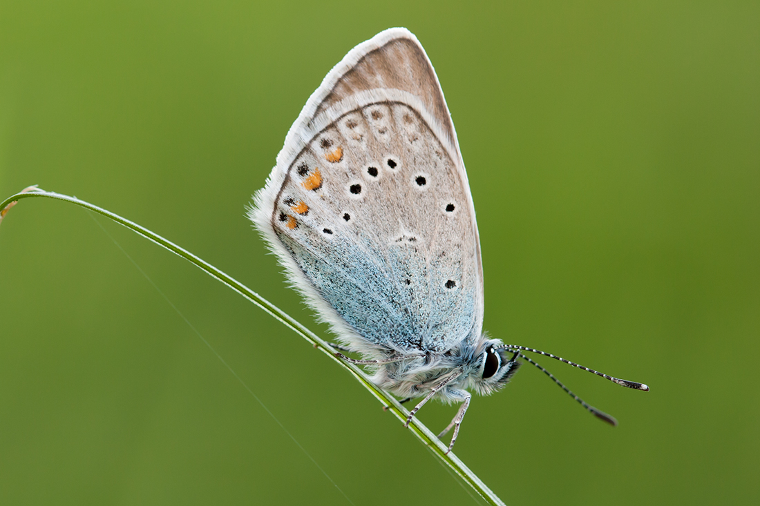 Common Blue  - Polyommatus icarus