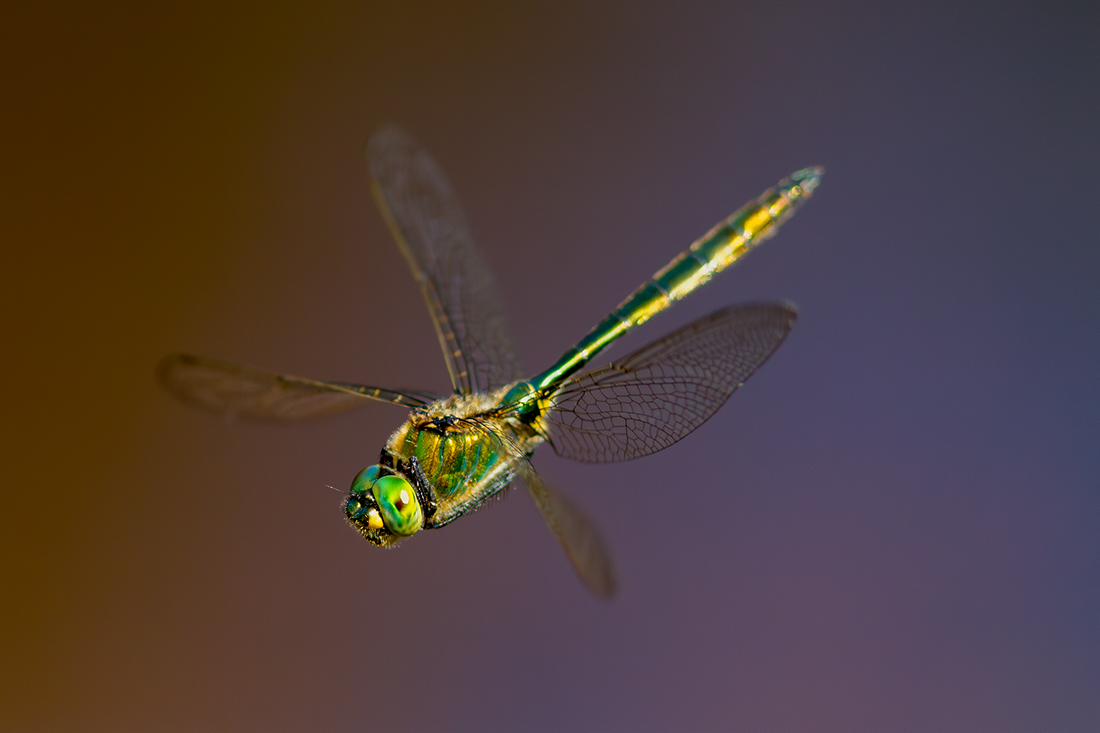 Downy emerald - Cordulia aenea