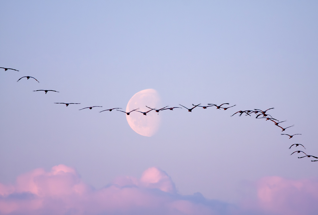 Eurasian Crane - Grus grus