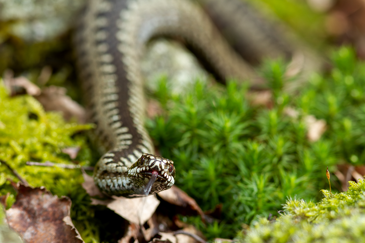 European viper - Vipera berus
