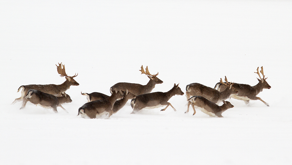 Fallow Deer - Dama dama