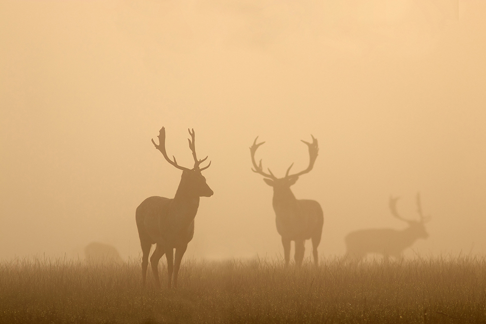Fallow Deer - Dama dama
