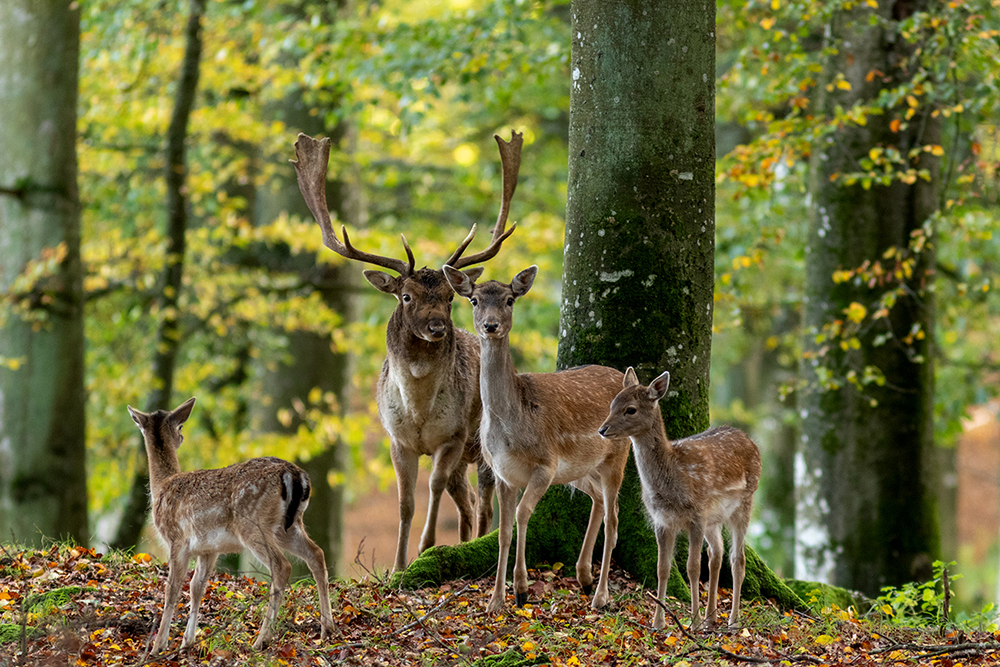 Fallow Deer - Dama dama