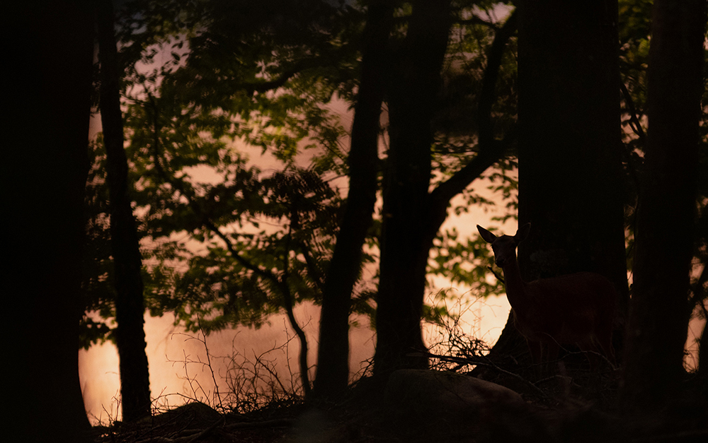 Fallow Deer - Dama dama