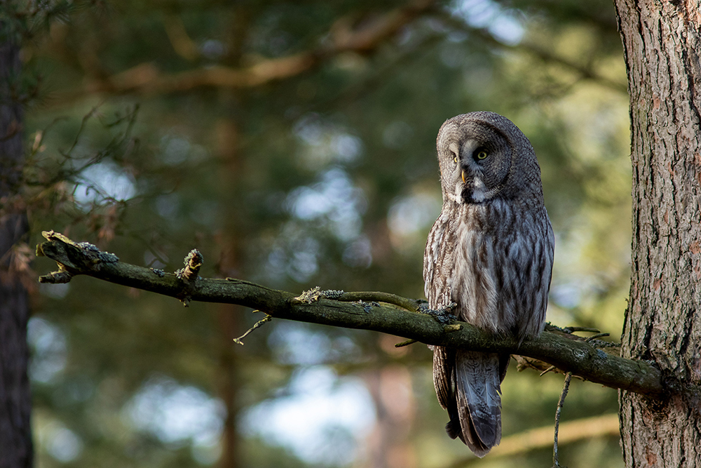 Great Gray Owl - Strix nebulosa