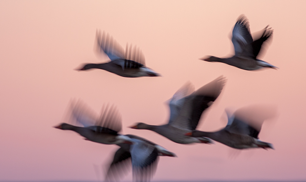 Greylag Goose - Anser anser
