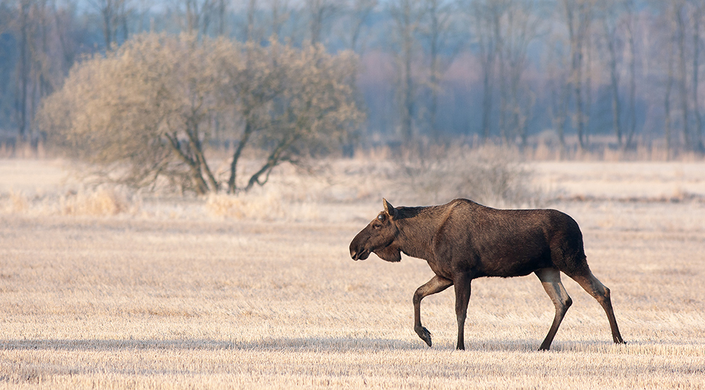 Moose/Eurasian Elk  - Alces alces